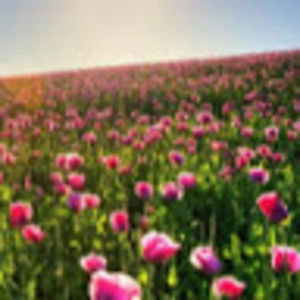 Meet your Posher, Annie